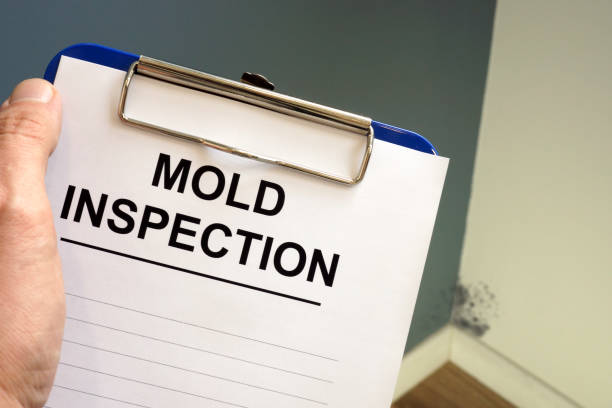 Best Environmental Consulting for Mold Prevention  in East Ithaca, NY